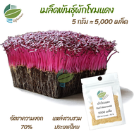 เมล็ดพันธุ์ ต้นอ่อน ผักโขมแดง (ฺRed Amaranth) ไมโครกรีน Microgreens