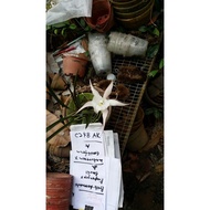 cattleya code c248/c284