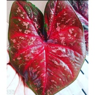 Caladium / ID : Super Red Devil / Keladi