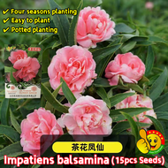 100% Original Pink Double Camellia Impatiens Balsamina Seeds for Sale (Fresh 15pcs Seeds) 凤仙花种子 Beni