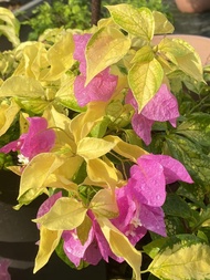 Rare!!! Rooted Bougainvillea Magic Ice Cream