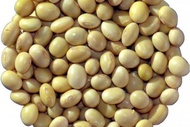 GROSIR 5 KG BENIH KEDELAI LOKAL GROBOGAN