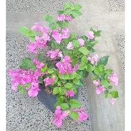 【Latest product】 Bougainvillea Flowering Plants