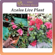 Real Live Plant Azalea Flower Plant Pokok Hidup Bunga Azalea 杜娟花