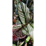 ♞,♘Calathea White Star for Collectors