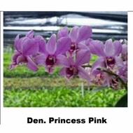 anggrek dendrobium princess pink dewasa