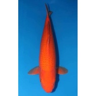Bibit Ikan Koi Berkualitas Benigoi 16 - 23 Cm