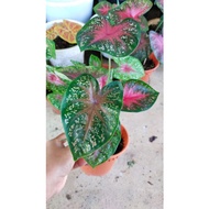 keladi /CALADIUM amoi, Thai beauty, dragon flame, urat hitam, pink gem