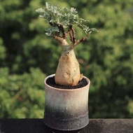 SG2819-索馬里小葉葡萄甕優選種子🔥多肉植物小盆栽禮物🔥