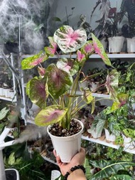 彩葉芋