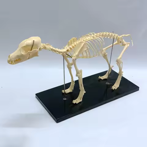 Dog Skeleton Model Dog Anatomy Animal Teaching Model Laboratory Veterinary Teaching Demonstration To