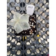 Augustfame - Astrophytum myriostigma Cv Onzuka 5Rib V 103 恩冢五角鸾凤玉 Cactus succulent