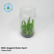 Bibit Anggrek Bulan Sport Botol Siap Tanam