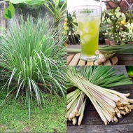 ✕lemon grass plant seeds