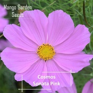 BUY 2 GET 1 FREEPink Sonata Cosmos Flower Seeds - 100 Seed *Pot Friendly* Tanam Pasu Bunga Besar Cos