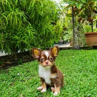 chihuahua longhair Betina Amella