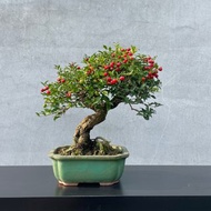 小品盆栽-李氏櫻桃 盆景