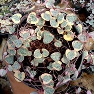 string of heart variegata pot 12cm full rimbun
