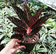 bibit bonggolan Aglonema red Sumatra / pride of Sumatra