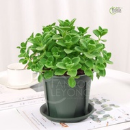 TKL - Plectranthus Tomentosa Cuban Oregano (Vick's plant) 碰碰香/一抹香