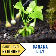 SG READY STOCK | [CHEAPEST] Beautiful Banana Lily Plant for Aquarium Underwater Plants