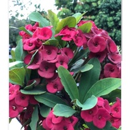 Pokok Mahkota Berduri Euphobia Mili