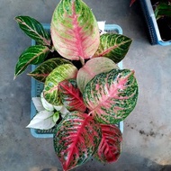 Aglaonema Moonlight / Aglaonema Moonlight Remaja Murmer