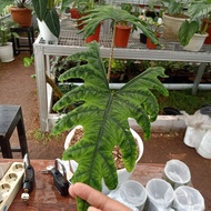 tanaman hias alocasia jacklyn daun besar