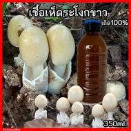 เชื้อเห็ดระโงกขาว น้ำสปอร์และเส้นใยเห็ดระโงกขาว เกิด100% ขวด600ml.พร้อมวิธีปลูก เชื้อเห็ด