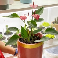 tanaman hias anturium mickey mouse - anturium bunga merah - anturium