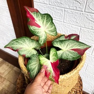 caladium shycool/keladi cat tumpah/caladium