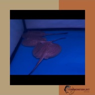 ikan pari motoro stingray pure diameter size ±10cm