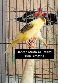 burung kenari bahan jantan AF Rasmi