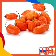 10pcs seeds YELLOW HABANERO super hot pepper