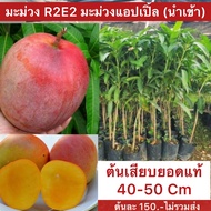 มะม่วง R2E2 ความสูงต้นประมาณ 60 - 80 เซนติเมตร เสียบยอด ขนาดผลใหญ่มีลักษณะคล้ายแอปเปิ้ล มีสีสด