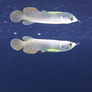 ARWANA GOLDEN RED UK. 10CM GRADE A + CHIP & SERTIFIKAT