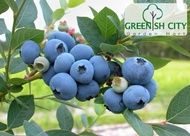 GNC - Tropical Blueberry Live Plant Anak Pokok Beri Biru 蓝莓树