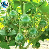 Thai Eggplant Seeds - (100seeds) Vegetable Seeds