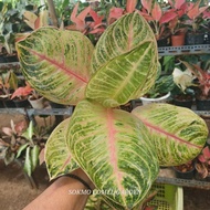 RARE AGLONEMA /AGLAONEMA MOONLIGHT (IMPORT)