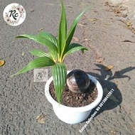 Diskon Tanaman Hias Unik Tunas Kelapa Bonsai Coconut Unique Plus Pot