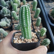 🌵💥อิชินอปเขากวาง💥🌵Echinopsis  ไม้ชำหน่อ ความยาว 4-5 ซม. ต้นกระบองเพชร ต้นแคคตัส (แคคตัส กระบองเพชร)