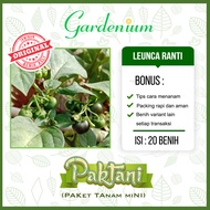 20 Benih Leunca Ranti Tanaman Sayuran Buah Unggul Paktani