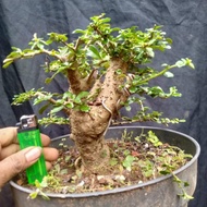 Bahan bonsai Hokiantea mikro, Hokiantea buah