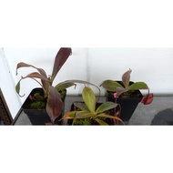Monkey cup Nepenthes Black Miracle Hybrid pitcher plant