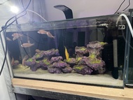 6 0 X 3 5 X 3 0背濾魚缸連缸內裝飾