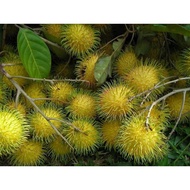 Pokok Rambutan Gading Hybrid