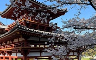 【Osaka/Kyoto Departure·Boutique Small Group Tour】Uji Matcha and Cherry Blossom Viewing Day Trip - By