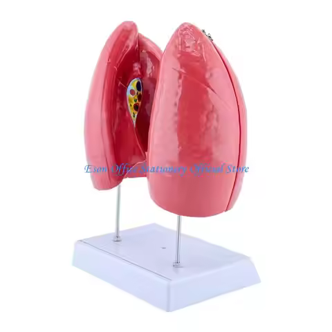G8DC Education Normal Lung Anatomy Model Teaching Aid for Research Clinical Settings