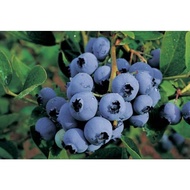 ANAK POKOK BLUEBERRY MISTY LOW LAND