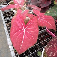 Umbi Caladium Hybrid H41 - keladi hias hybrid import thailand